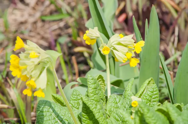 Sarı bahar çiçeği