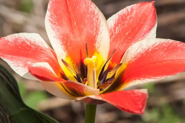 Tulipa flor vermelha — Fotografia de Stock