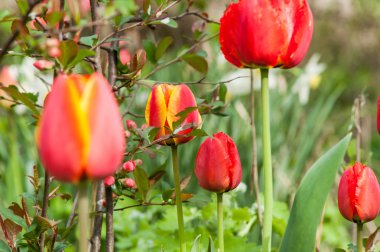 Kırmızı çiçek Lale