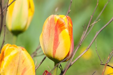 Kırmızı çiçek Lale