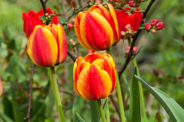 Kırmızı çiçek Lale