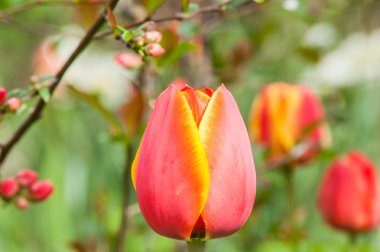 Kırmızı çiçek Lale