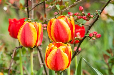 Kırmızı çiçek Lale