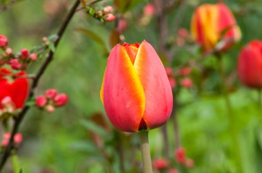 Kırmızı çiçek Lale