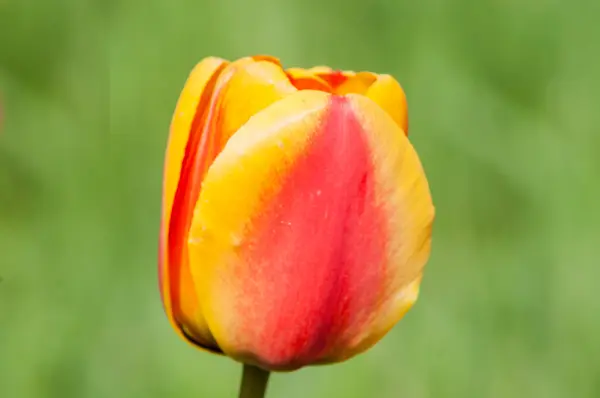 Tulipán de flor roja — Foto de Stock