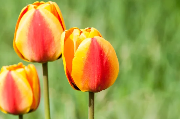 Tulipán de flor roja — Foto de Stock