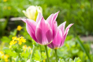 Menekşe Lale çiçek