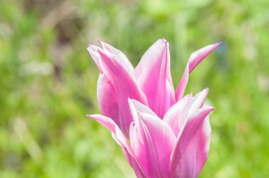 Menekşe Lale çiçek