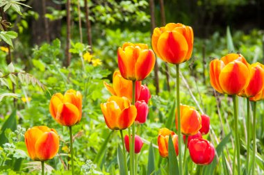 kırmızı lale Bahçe
