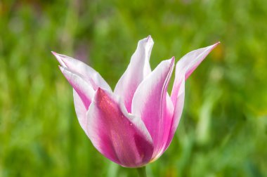 Menekşe Lale çiçek