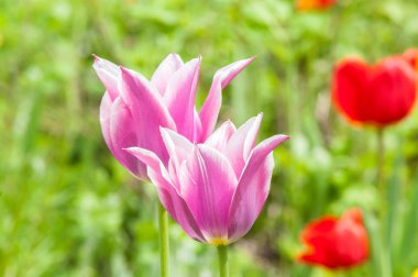 Menekşe Lale çiçek