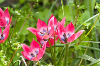 Kırmızı çiçek bahar