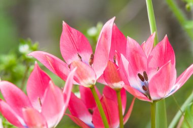 Kırmızı çiçek bahar