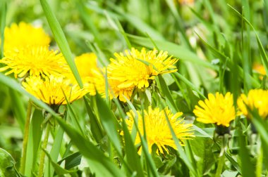 karahindiba gün güneş