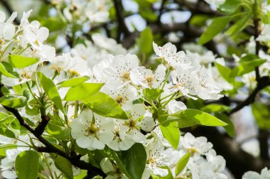 çiçek armut ağacı
