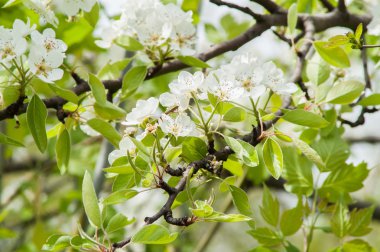 çiçek armut ağacı