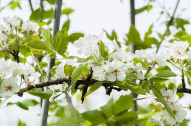 çiçek armut ağacı