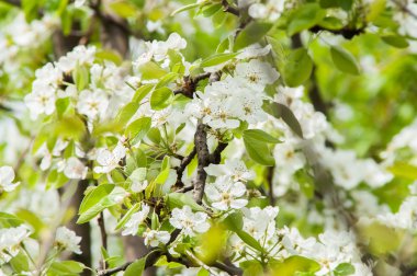 çiçek armut ağacı