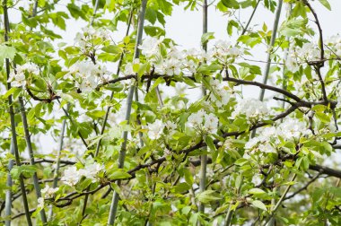 çiçek armut ağacı