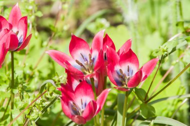 Kırmızı çiçek bahar