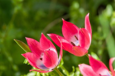 Kırmızı çiçek bahar