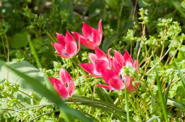 Kırmızı çiçek bahar