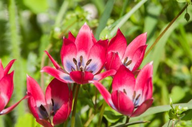 Kırmızı çiçek bahar