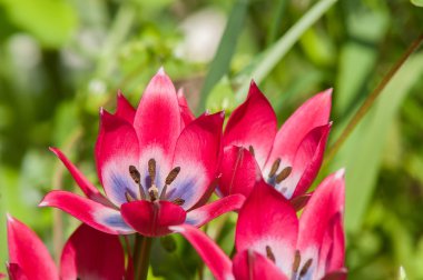 Kırmızı çiçek bahar