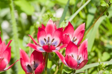 Kırmızı çiçek bahar