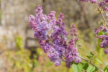 Lila çiçek tomurcuk