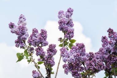 Lila çiçek tomurcuk