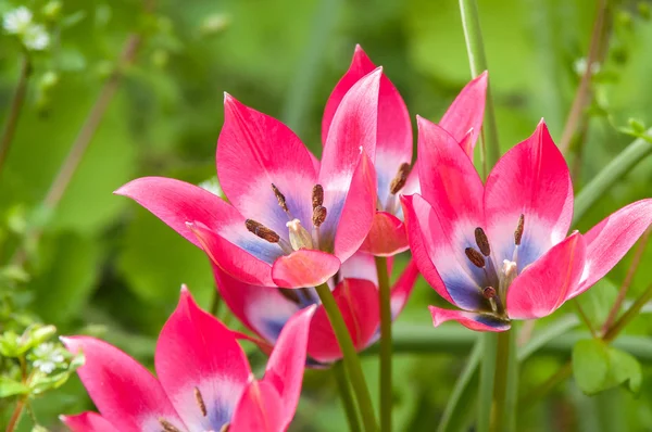 Kırmızı çiçek bahar