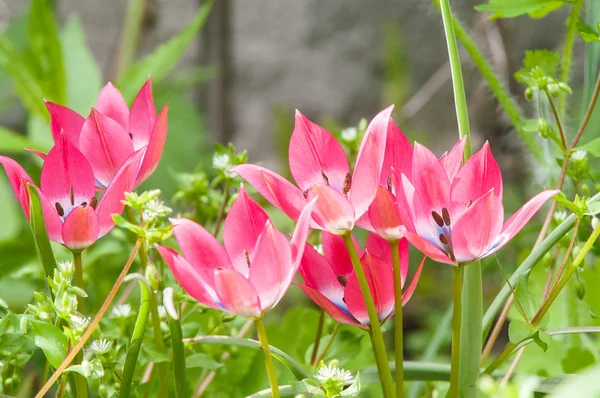 Kırmızı çiçek bahar