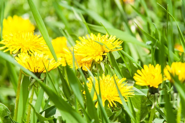 karahindiba gün güneş