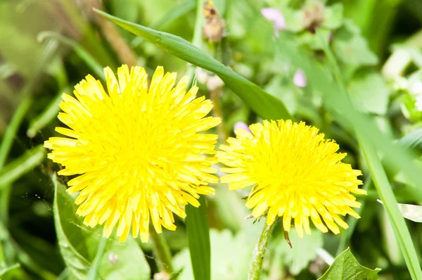 karahindiba gün güneş