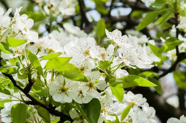 çiçek armut ağacı