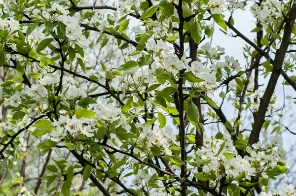 çiçek armut ağacı