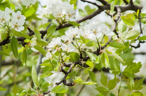 çiçek armut ağacı