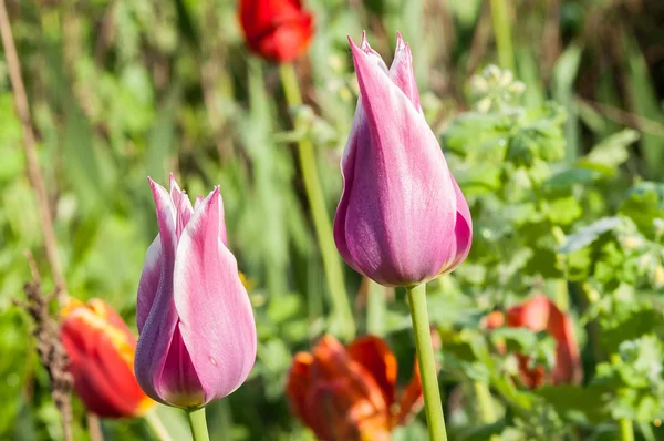 Menekşe Lale çiçek