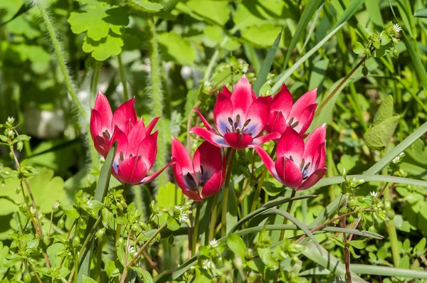 Primavera flor vermelha — Fotografia de Stock