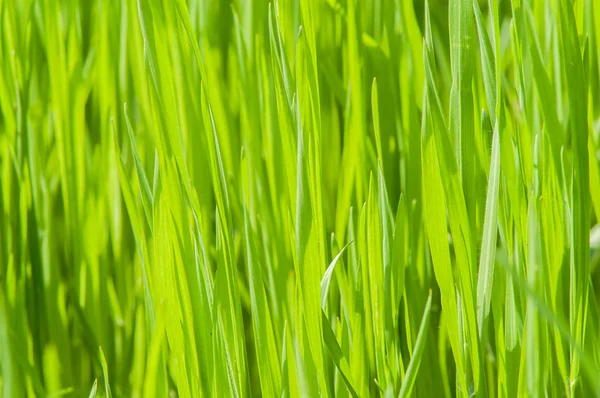 Groene grasachtergrond — Stockfoto