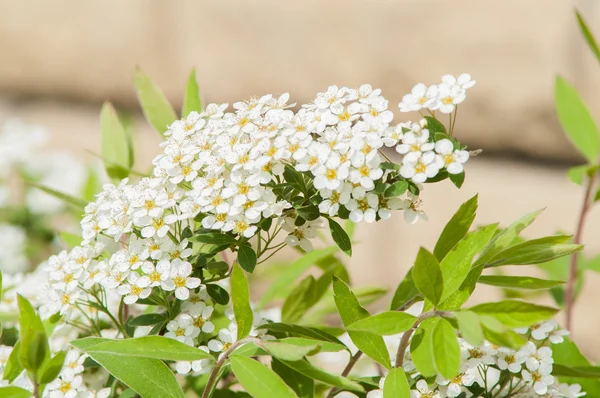 Белый цветок Буша — стоковое фото