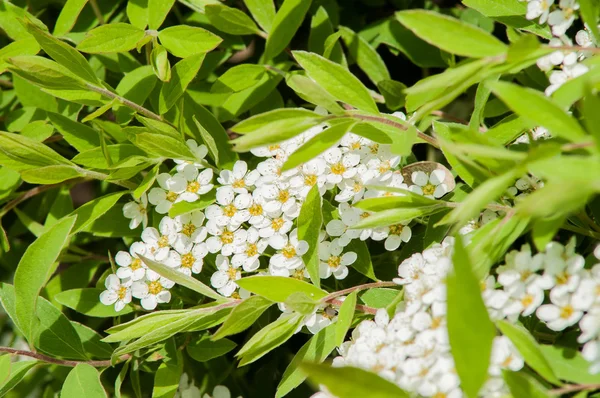 Λευκό λουλούδι θάμνος — Φωτογραφία Αρχείου