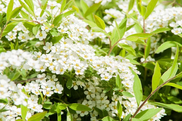 Beyaz çiçek Bush — Stok fotoğraf