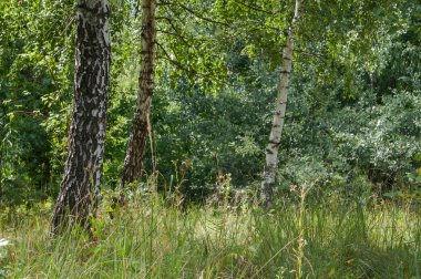 Bahar huş ağacı orman