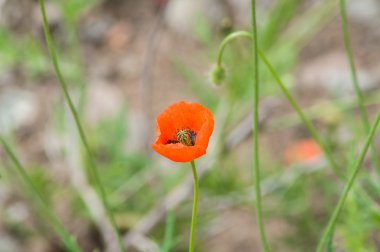 Alan vahşi gelincik