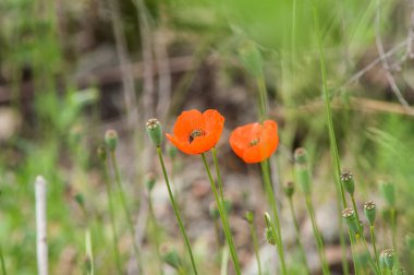 Alan vahşi gelincik