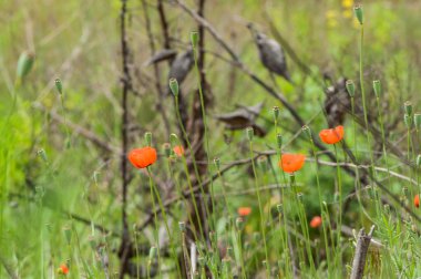 Alan vahşi gelincik