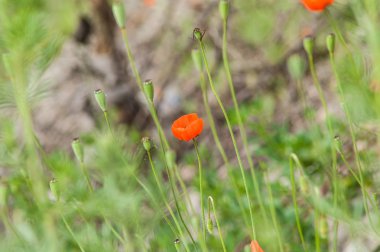 Alan vahşi gelincik