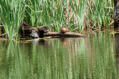 Kaplumbağa su ördek